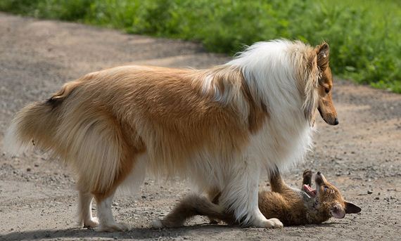 Orphaned Baby Fox Adopted By Maternal Collie, And It’s Just As Adorable As It Sounds!