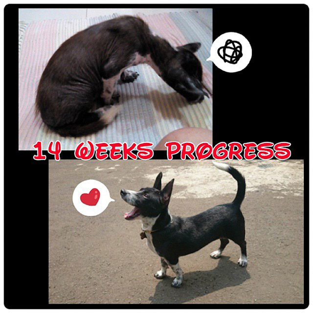 06-before_and_after_dog