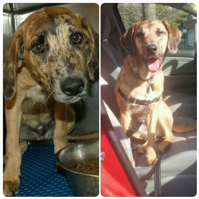 07-before_and_after_dog