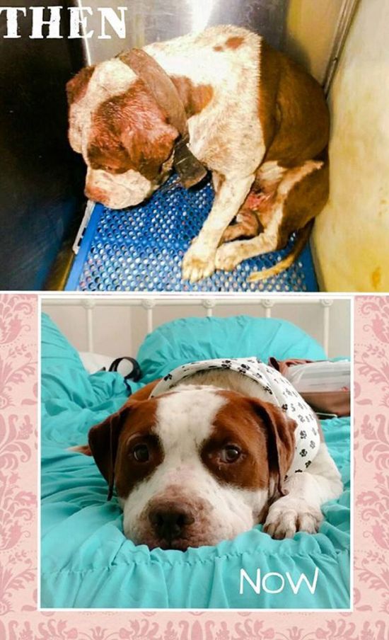 09-before_and_after_dog