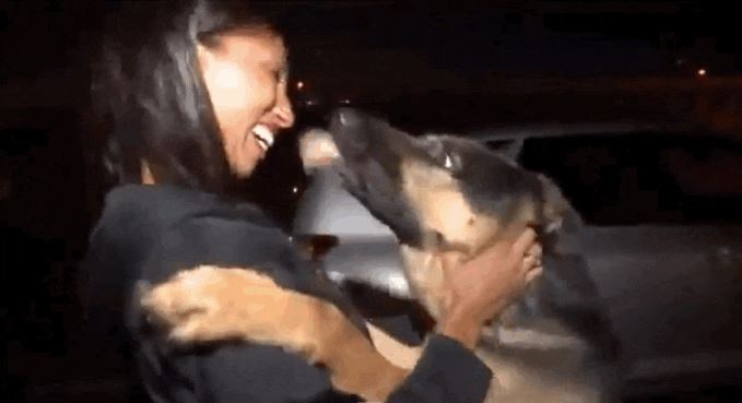 Missing Dog Immediately Recognizes His Family After 3 Years Apart