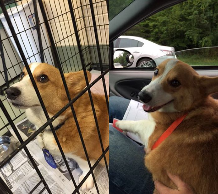 10-before_and_after_dog