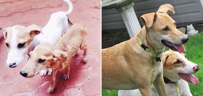 11-before_and_after_dog