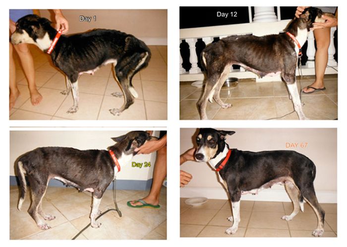 14-before_and_after_dog