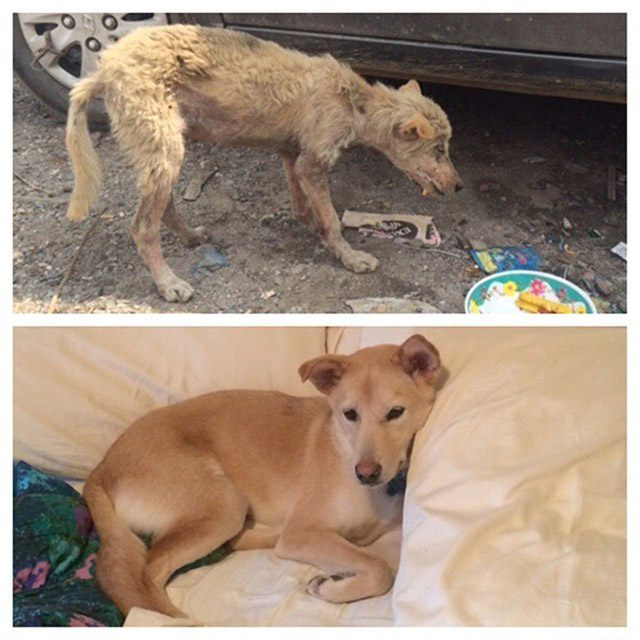 15-before_and_after_dog