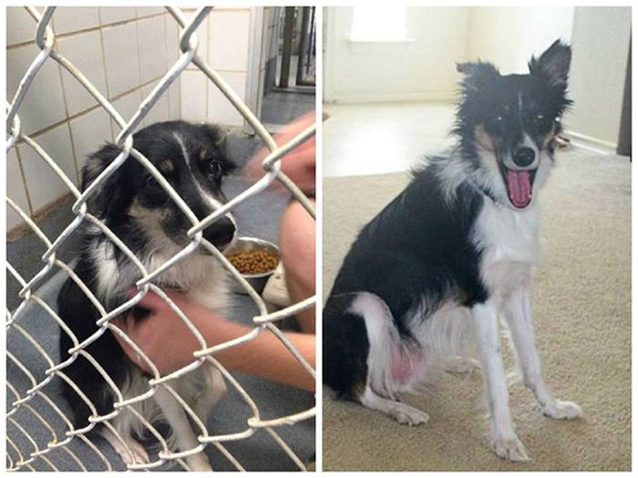 16-before_and_after_dog