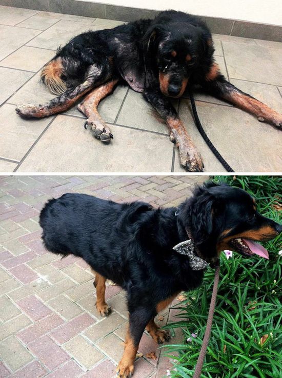 17-before_and_after_dog