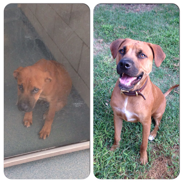 18-before_and_after_dog