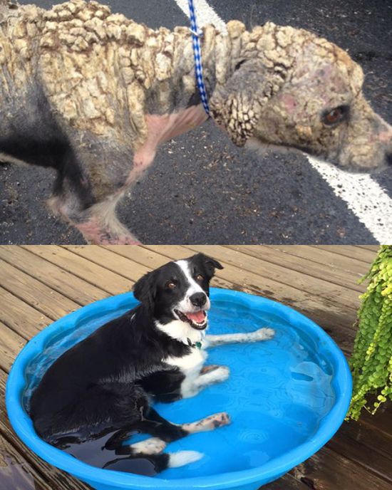 19-before_and_after_dog