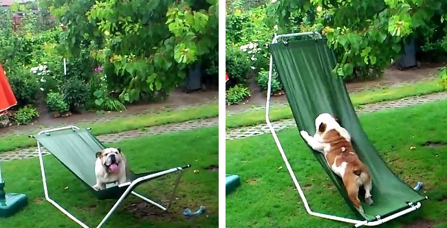Bulldog Turns Hammock into a Playground