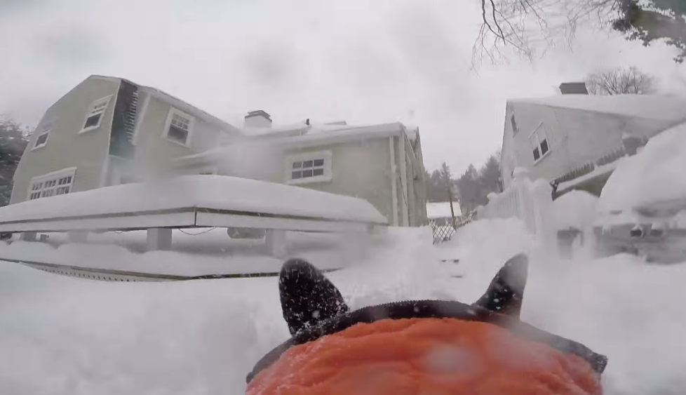 GoPro Camera Captures The Joy Of A Dog Running Through Snow