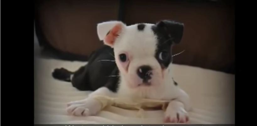 This Puppy Can’t Stand, Sit Or Walk. What Happens Is Nothing Short Of A Miracle.