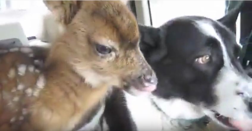 The Bear-scaring dog reacted in the sweetest possible way to a fawn