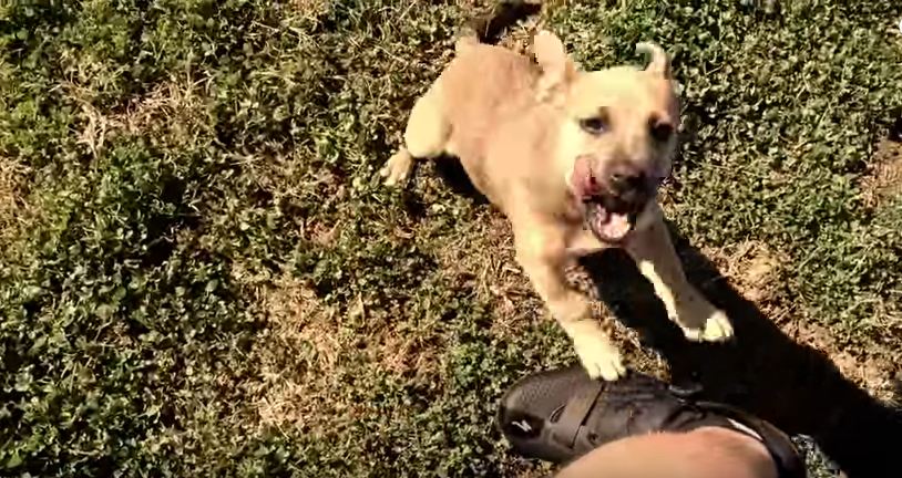 He Was In The Middle Of Nowhere When He Found A Puppy, And He Had The Best Reaction