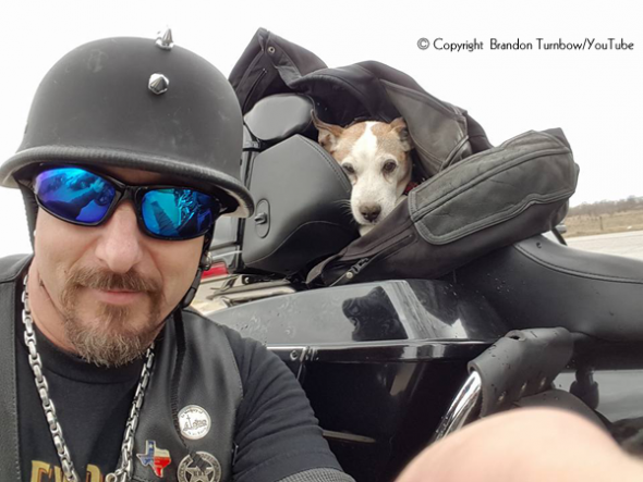 Biker Saves Dog Abandoned on Highway and Makes Him Co-Pilot