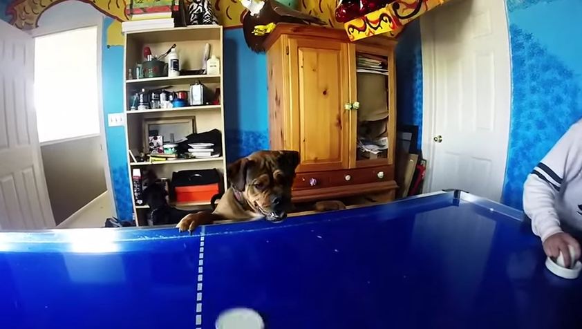 Dog Wants to Play Air Hockey, Or Maybe Just Eat a Puck