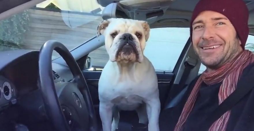 English Bulldog makes his rounds for neighborhood watch