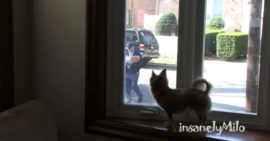 Milo the Chihuahua absolutely hates the mailman