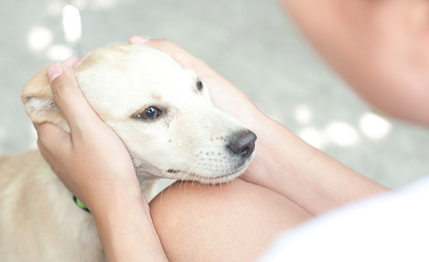 There’s Something You Don’t Know About Your Dog, And It’s Unbelievable