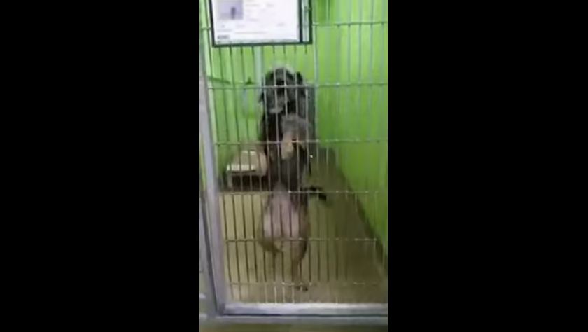 Dog Dances for Potential Adopters