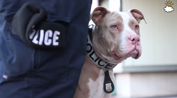 Pit Bulls Are the New Breed of Police Dogs