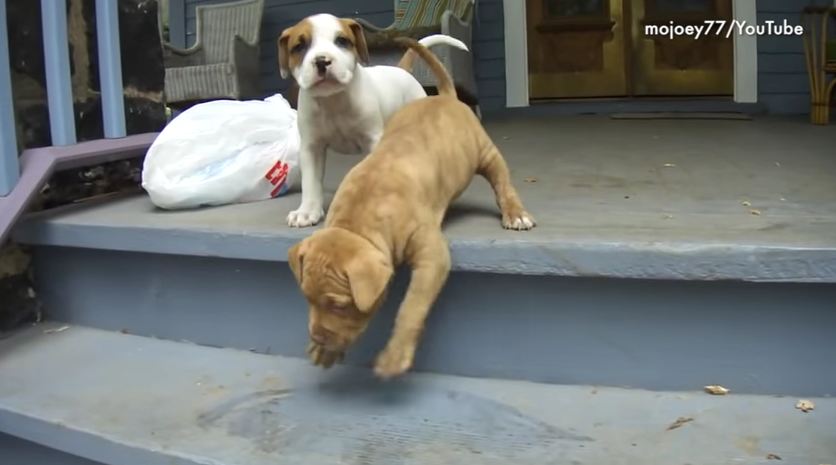 Dogs Afraid of Stairs