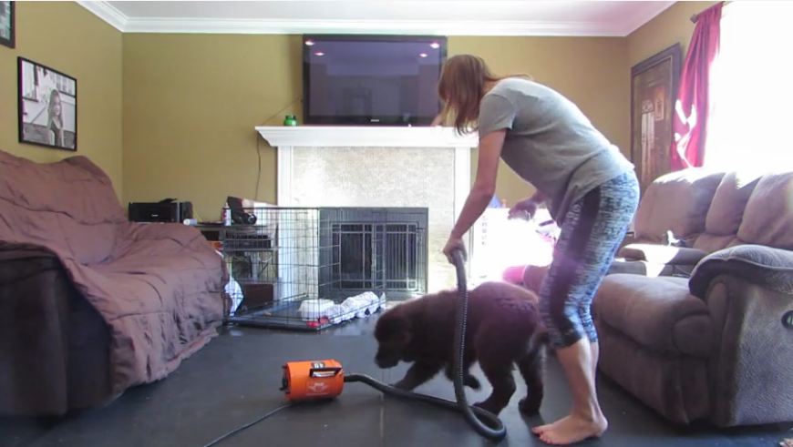 Adorable Newfoundland Puppy Really Hates When Mom Turns On The Dryer