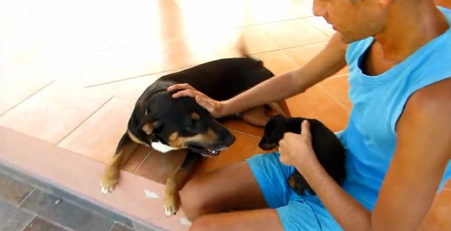 Dog runs out of patience as puppy chews on his tail