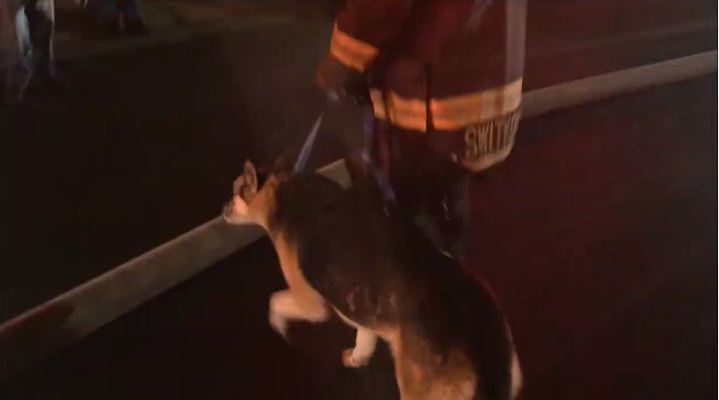 Caught On Camera: Firefighters Save A Dog Trapped In A Burning Home