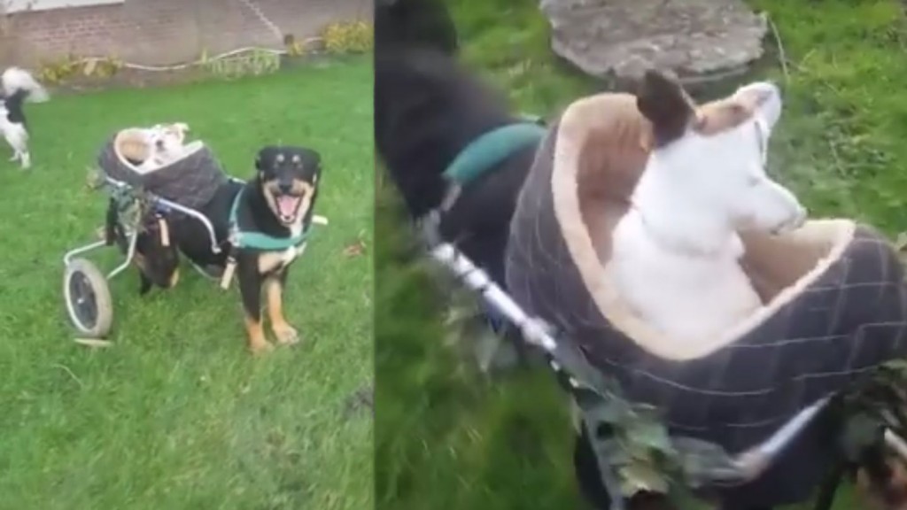 Dog with Wheelchair Takes Blind, Deaf Best Friend for Rides