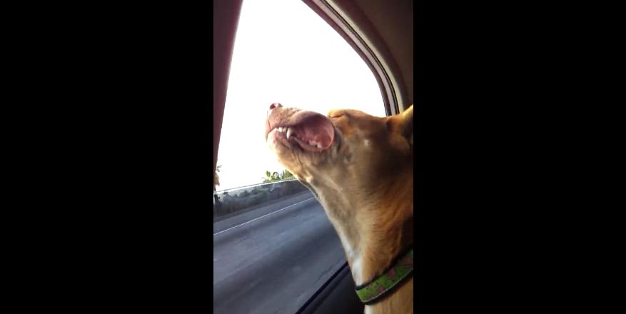 Dog shows best possible way to get fresh air