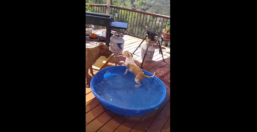 Puppy Discovers Jumping into Water Is Fun