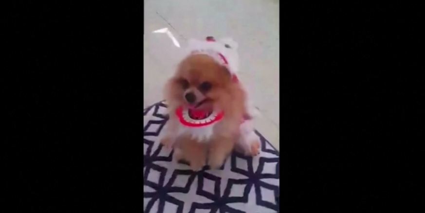 Small dog performs big lion dance