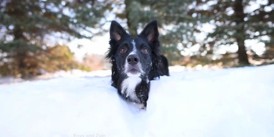 Dog is completely devastated when playtime comes to an end