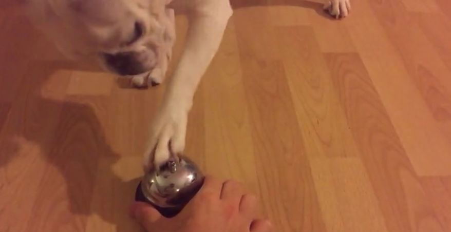 French Bulldog learns how to ring bell for treats