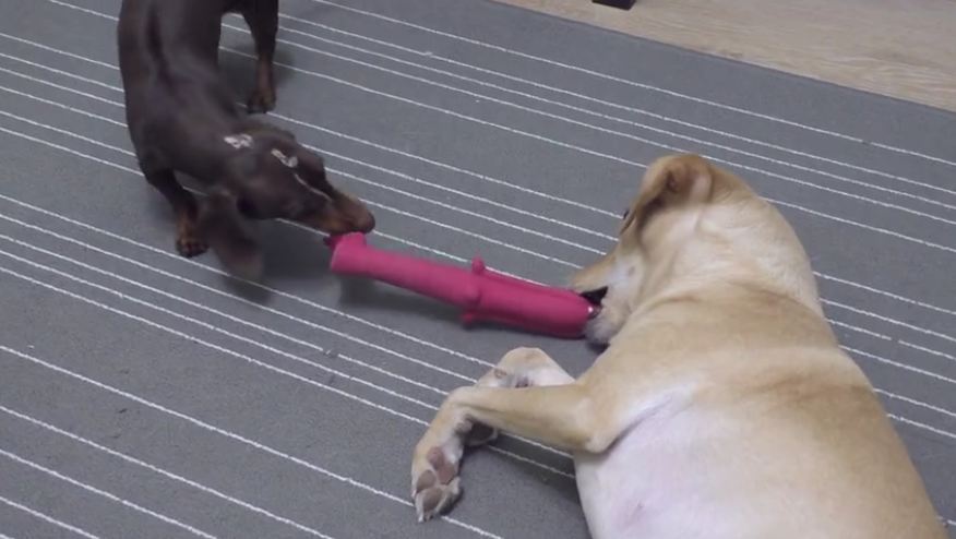 Battle of patience between two dogs for their favorite toy