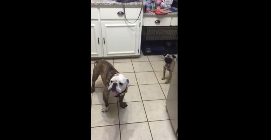 Bulldog and Pug extremely skeptical of rotisserie chicken