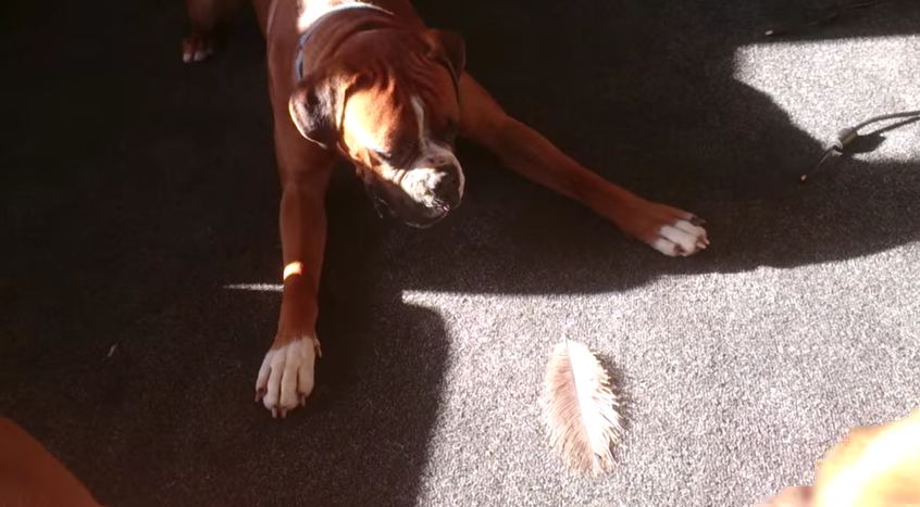 Rex The Boxer Starts Barking Frantically, But If You Look Closer, This Is What You’ll See