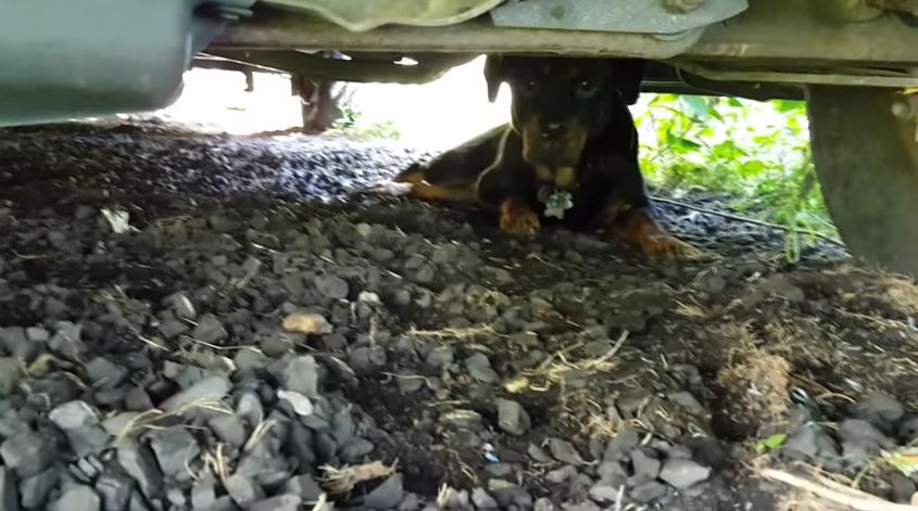 He Found A Stray Hiding Under His Truck. 4 Days Later? OMG.