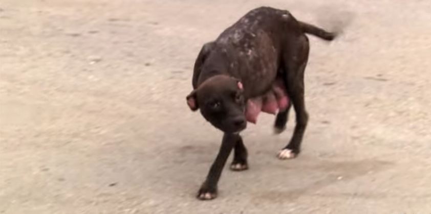 Watch What This Emaciated Mother Does When She Spots The Rescuers