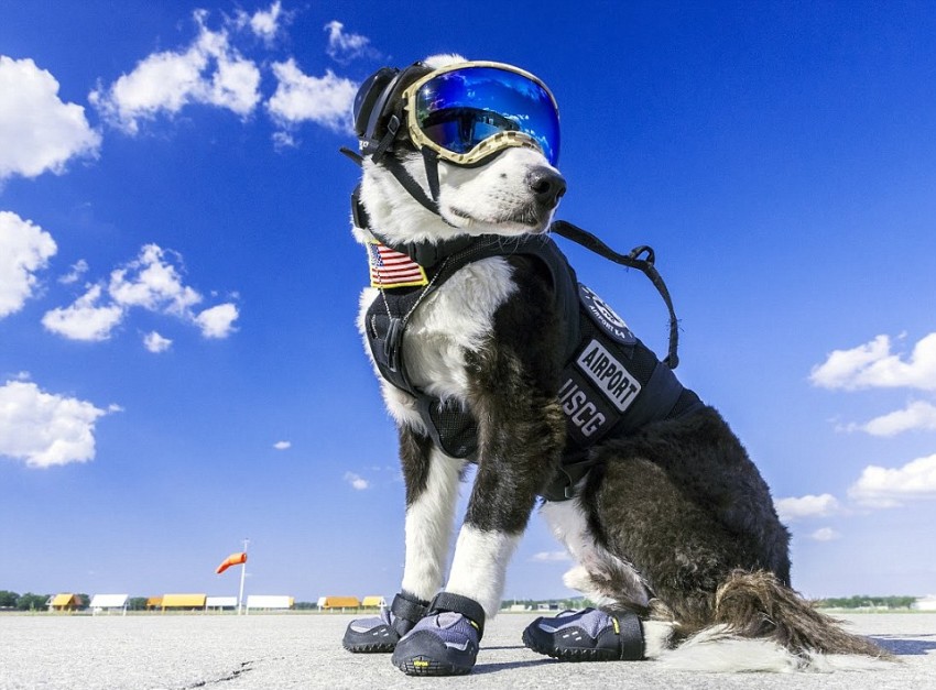 This No-Nonsense Border Collie Spends His Days Protecting A Michigan Airport