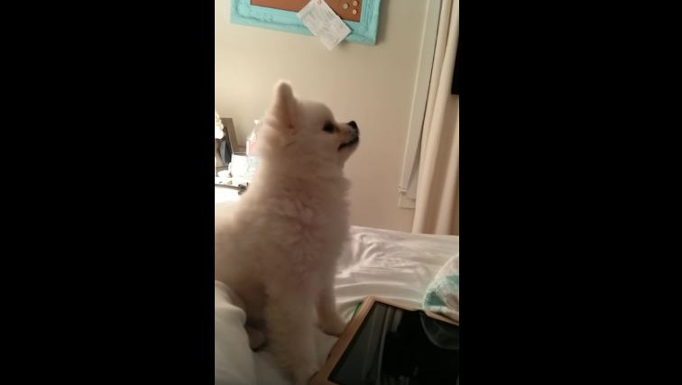 This is the cutest Pomeranian you will ever see. The video below explains why