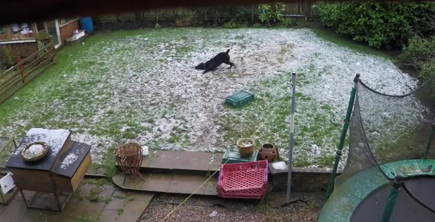 Happy Dog Runs Around The Backyard And Makes Doggie Snow Angels