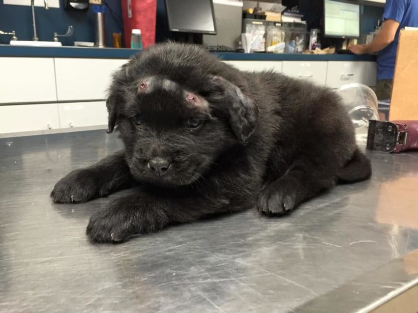 Tiny Puppy Recovers From Devastating Abuse Thanks To A Good Samaritan!