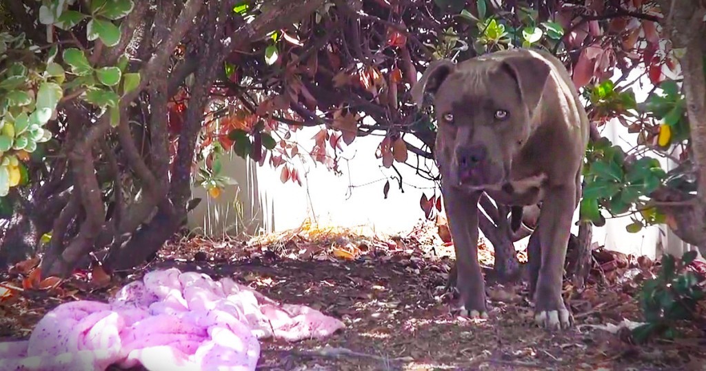 This Sweet Rescue Will Have You Bawling Your Eyes Out!!!