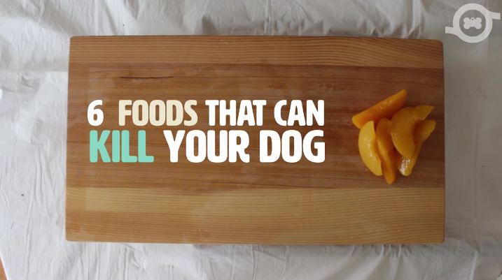 Here’s Why These Six Foods Can Kill Your Dog
