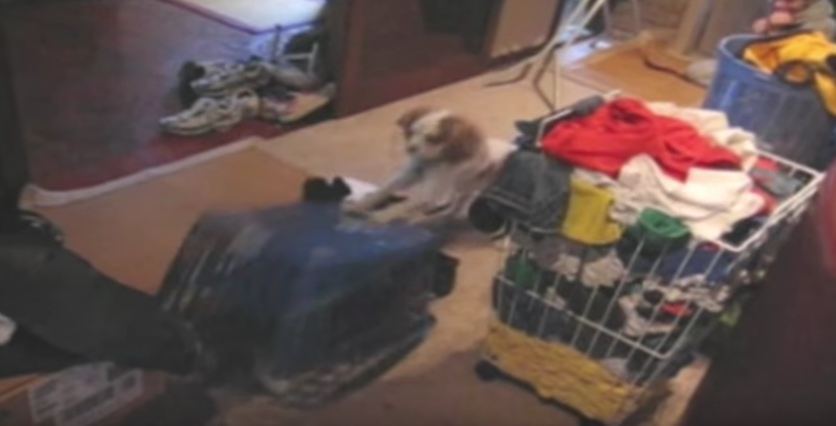 Dog Springs Laundry Basket Trap on Other Dog
