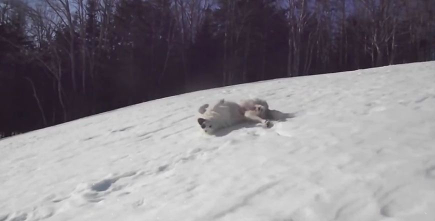 Guard dog takes a break to go sledding!