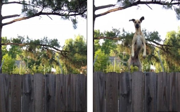 Neighbor’s Nosy Dog Uses Trampoline To Jump Up And Say ‘Hi!’