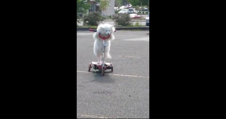 Dog casually rides 3-wheeled scooter